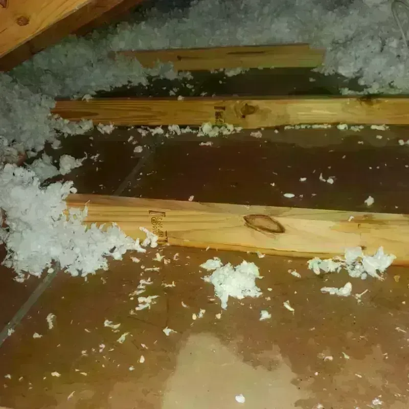 Attic Water Damage in Wabasha County, MN